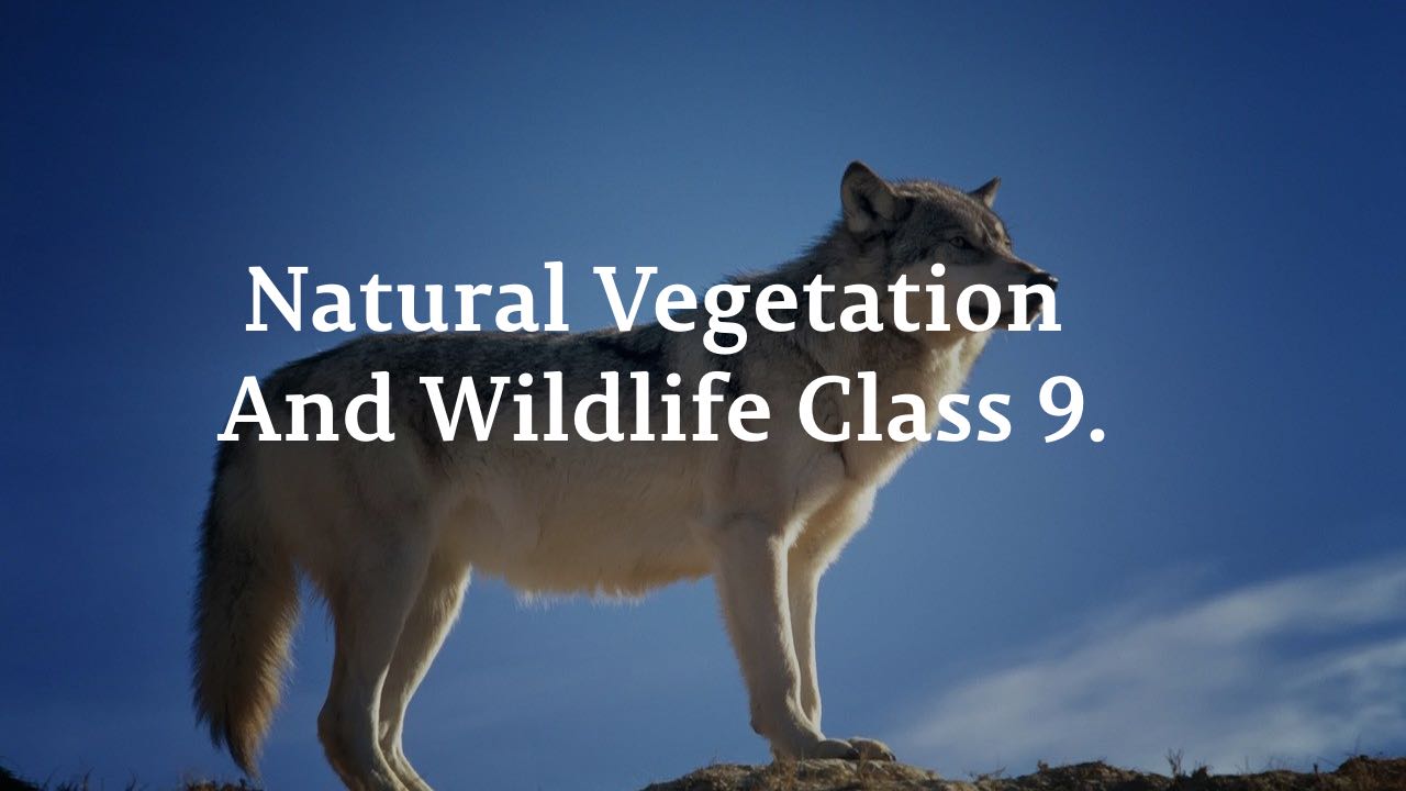 Natural Vegetation And Wildlife Class 9